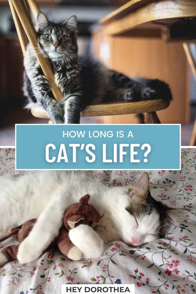 how long do cats live pin