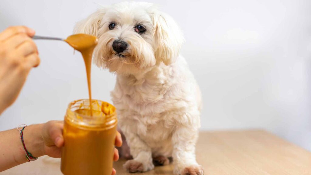 is peanut butter good for dogs