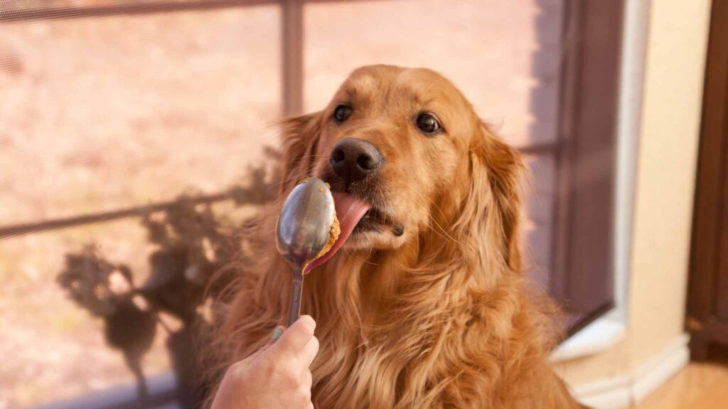 is peanut butter good for dogs