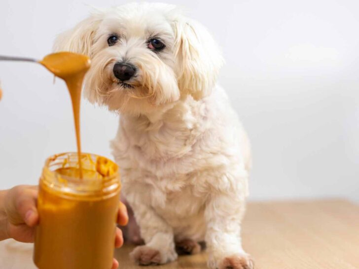 is peanut butter good for dogs