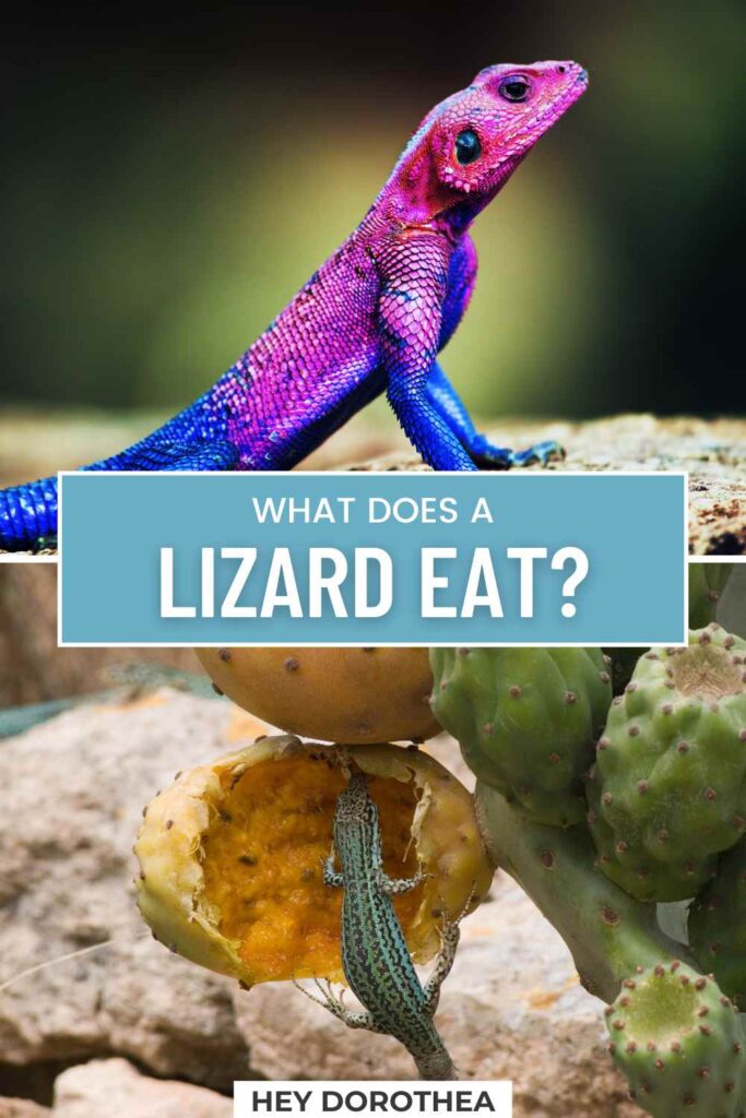 lizard diet pin