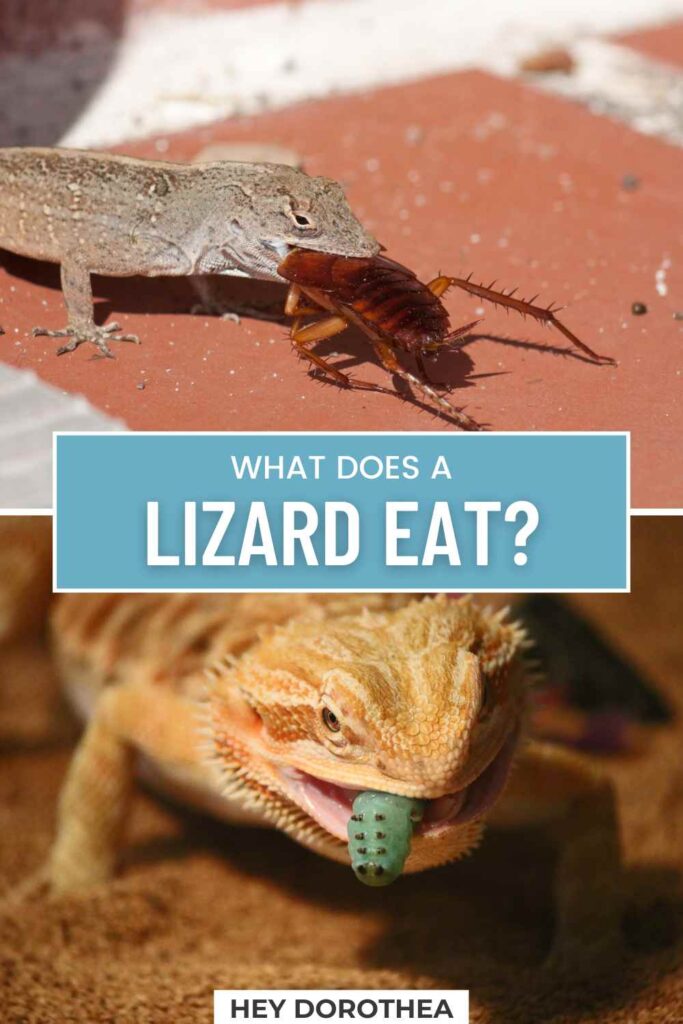 lizard diet pin