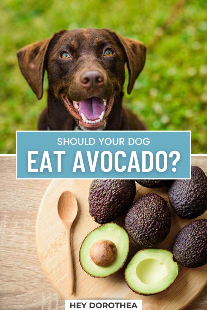 should dogs eat avocado pin