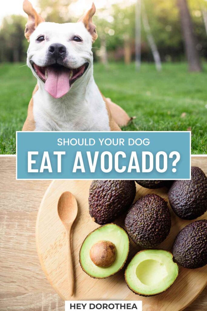 should dogs eat avocado pin