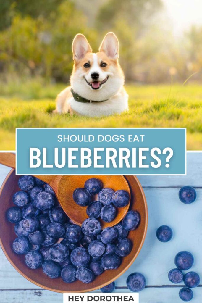 should dogs eat blueberries pin