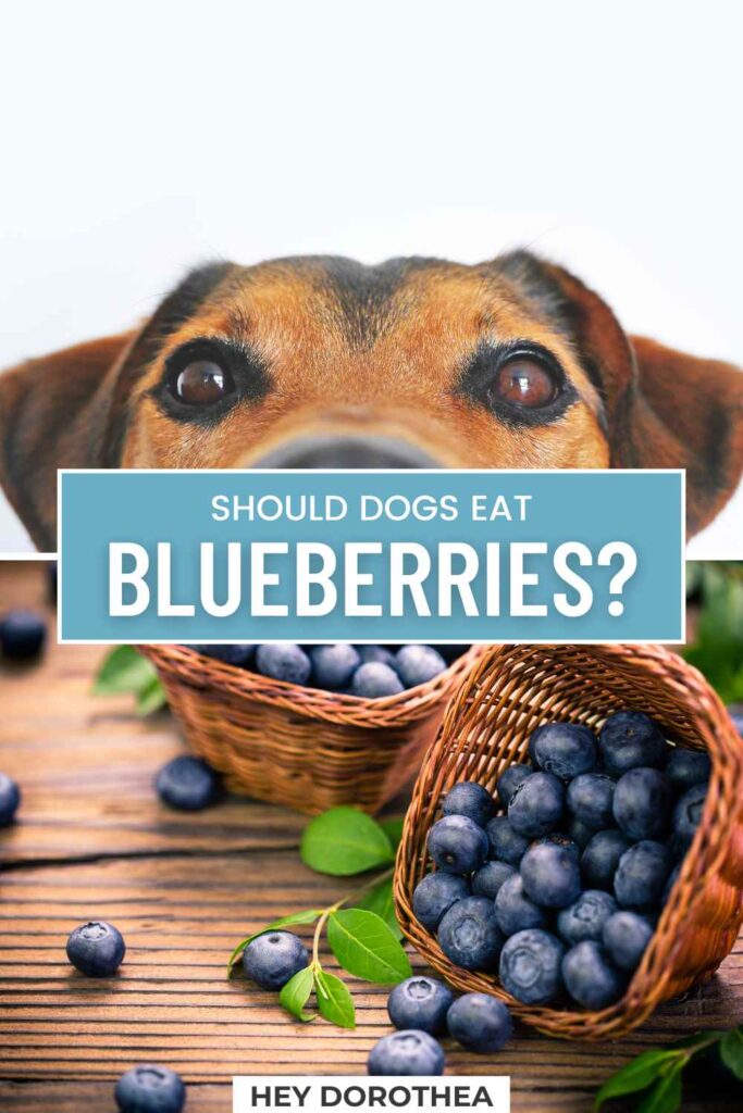 should dogs eat blueberries pin