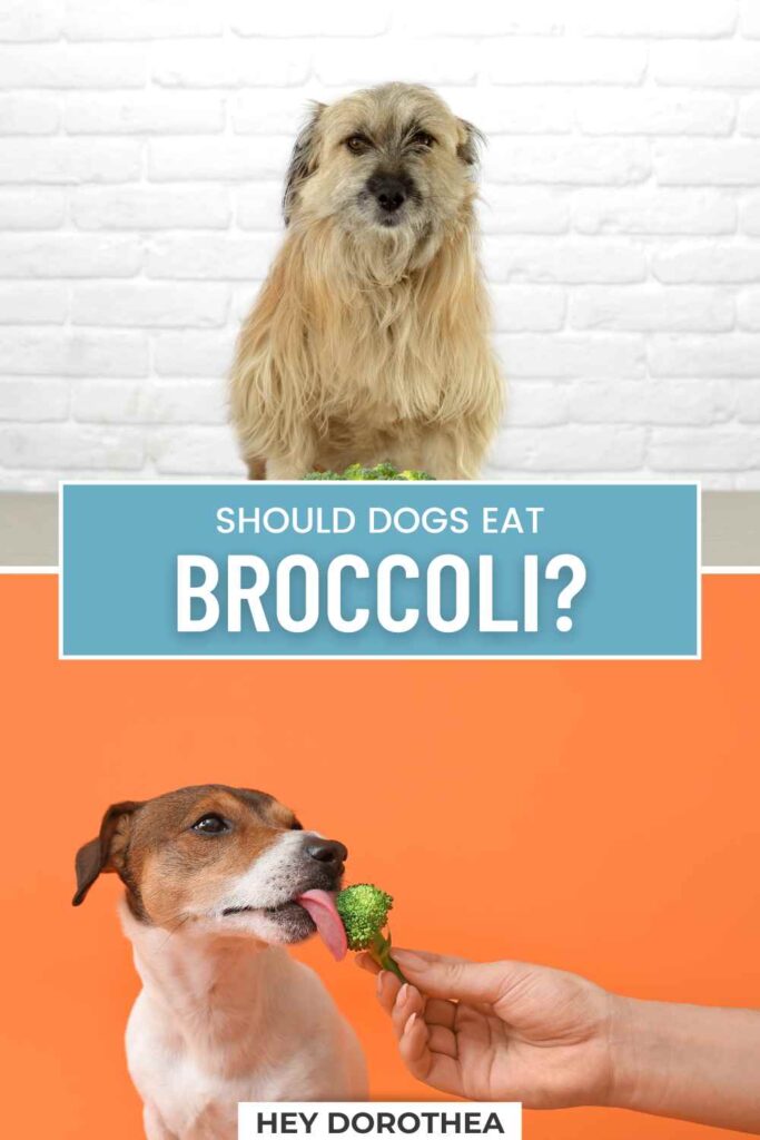 should dogs eat broccoli pin