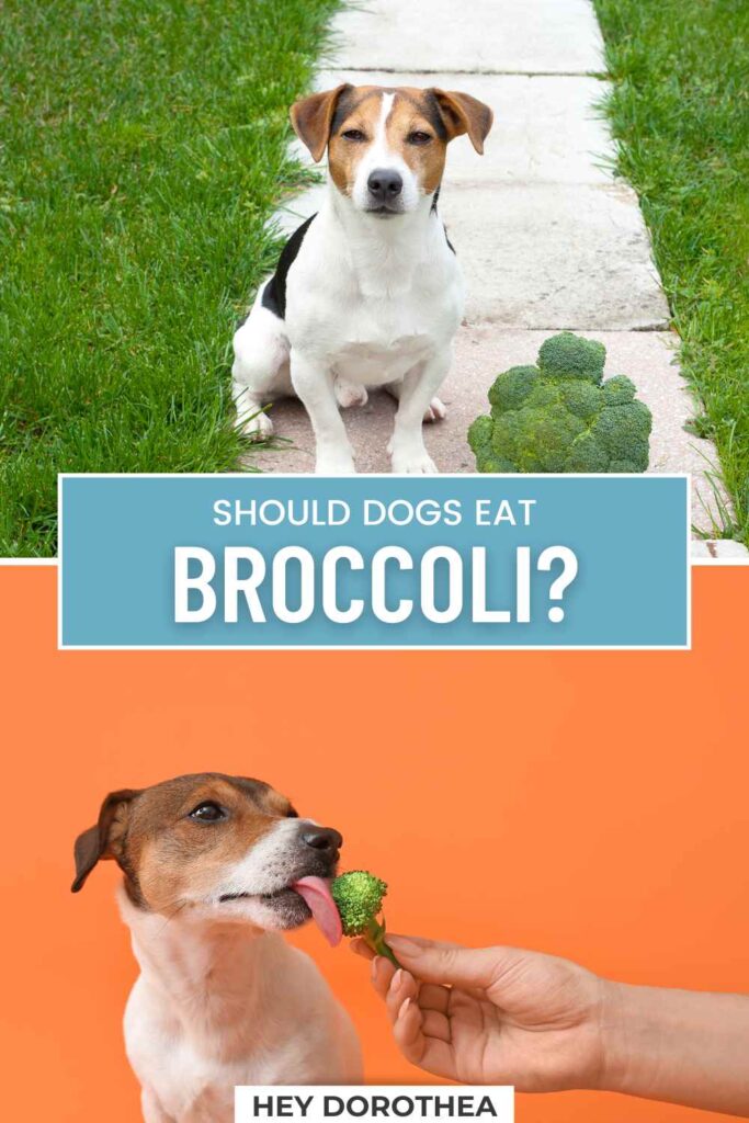 should dogs eat broccoli pin