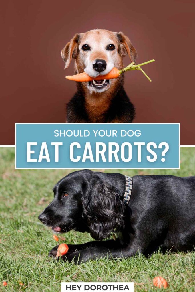 should dogs eat carrots pin