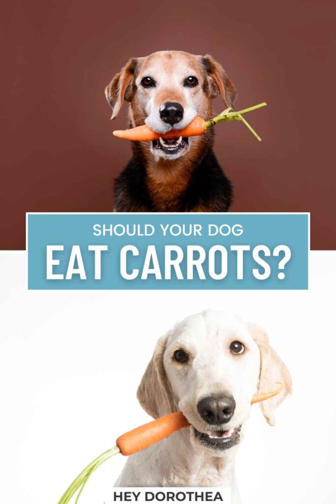 should dogs eat carrots pin