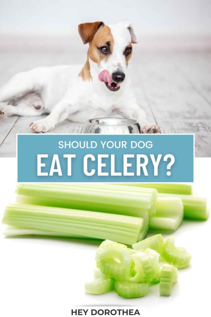 should dogs eat celery pin