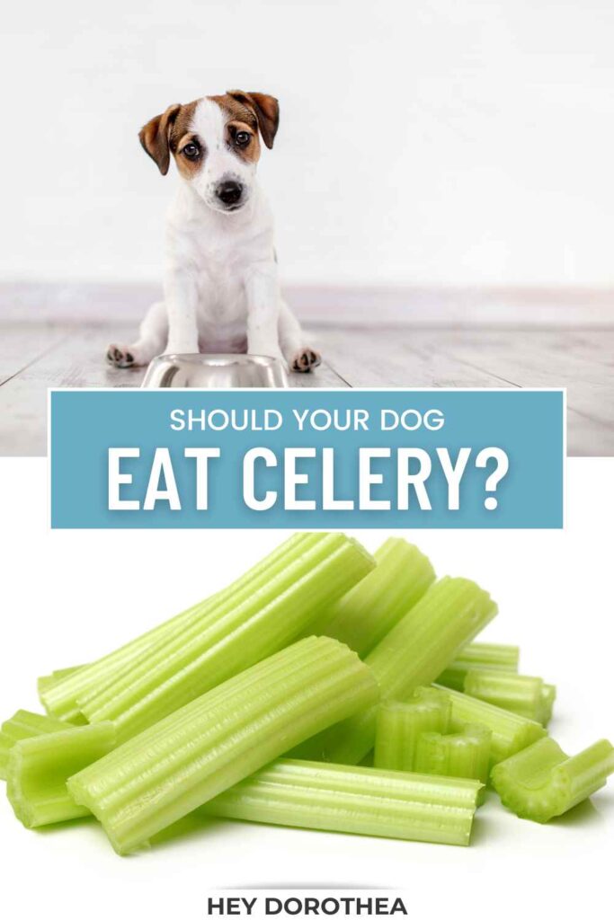 should dogs eat celery pin