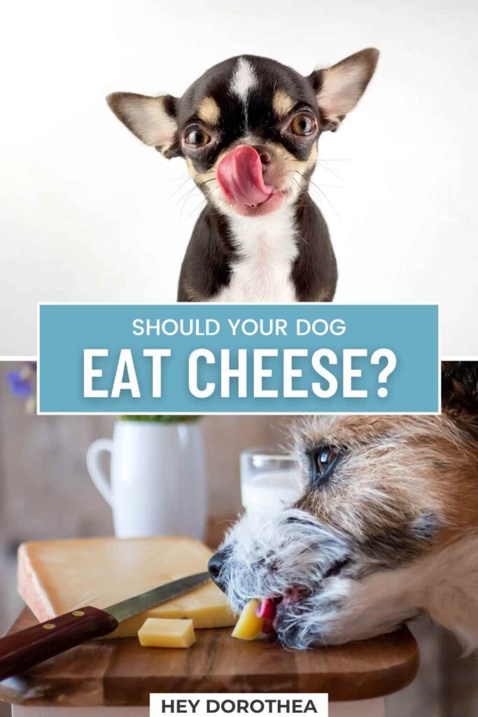 should dogs eat cheese pin