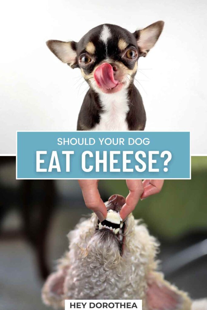 should dogs eat cheese pin