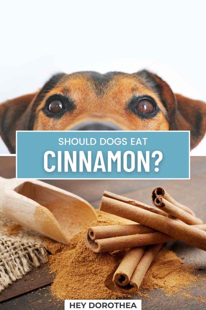 should dogs eat cinnamon pin