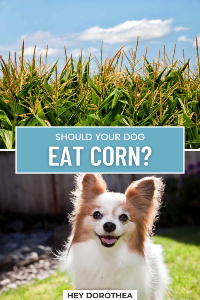 should dogs eat corn pin