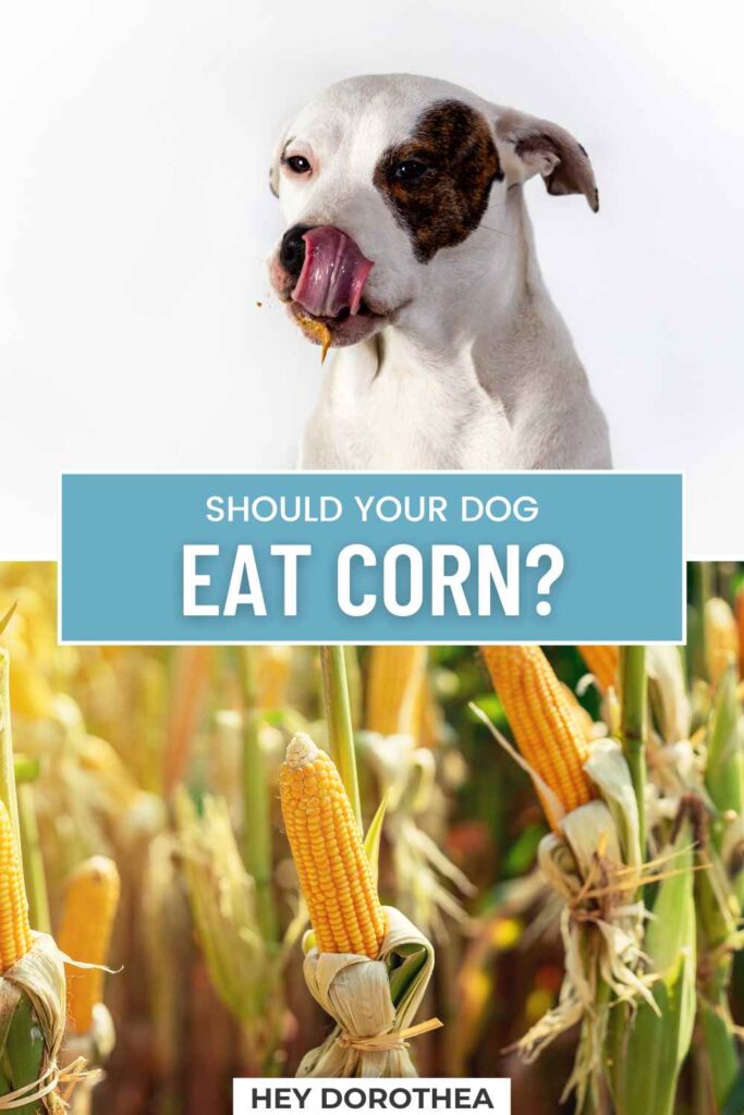 should dogs eat corn pin