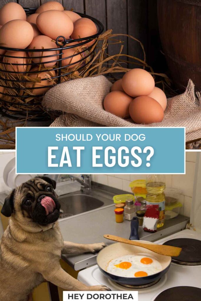 should dogs eat eggs pin