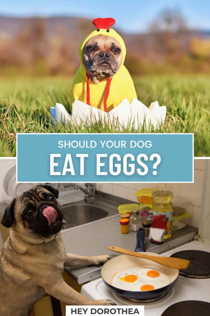 should dogs eat eggs pin