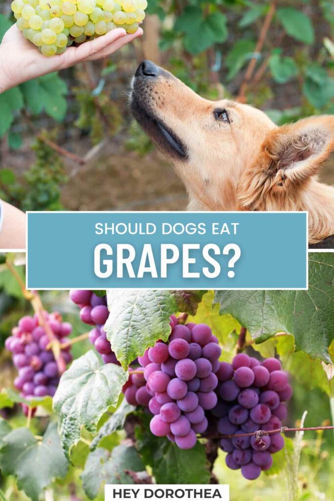 should dogs eat grapes pin