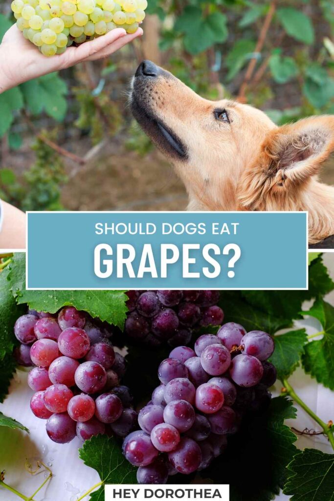 should dogs eat grapes pin