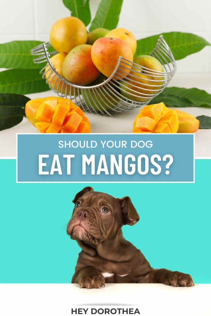 should dogs eat mangos pin