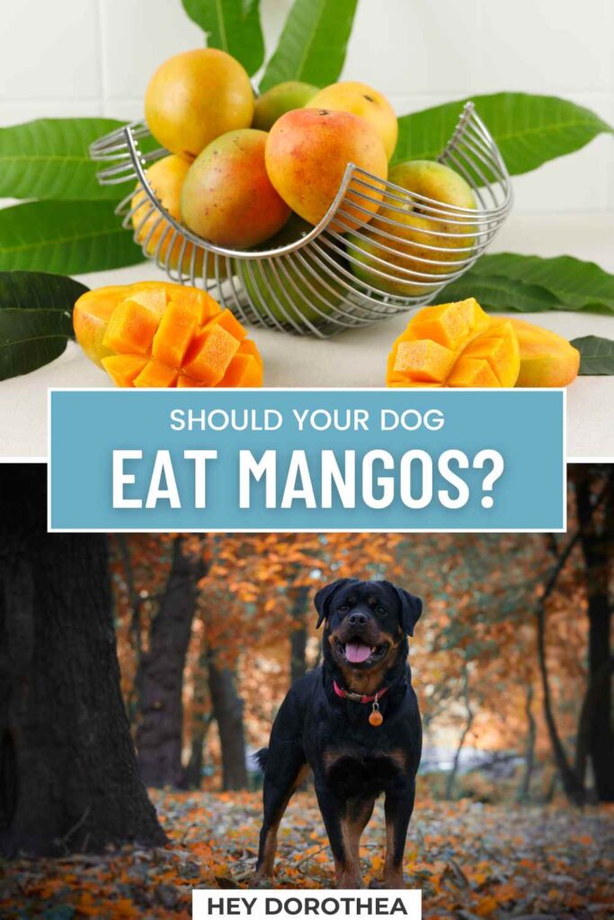 should dogs eat mangos pin