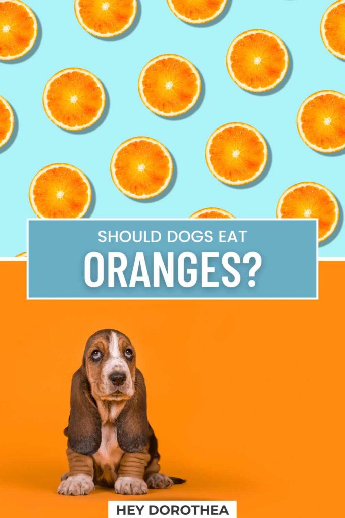 should dogs eat oranges pin