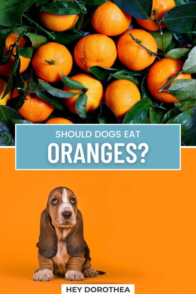 should dogs eat oranges pin