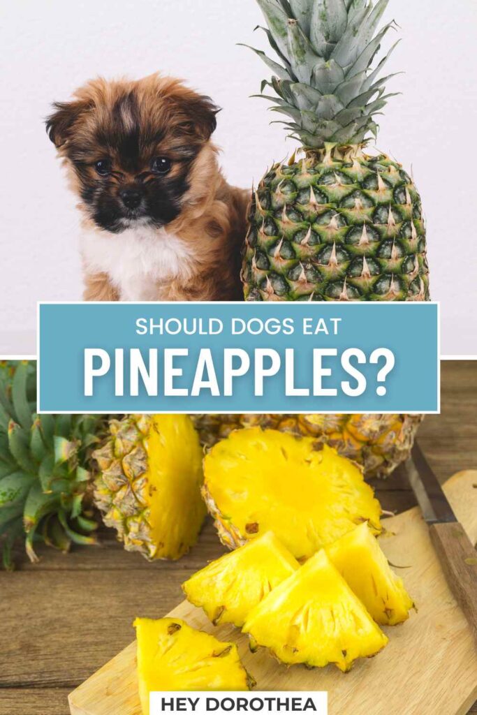 should dogs eat pineapples pin