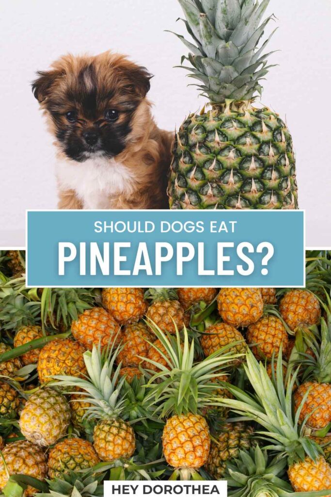 should dogs eat pineapples pin