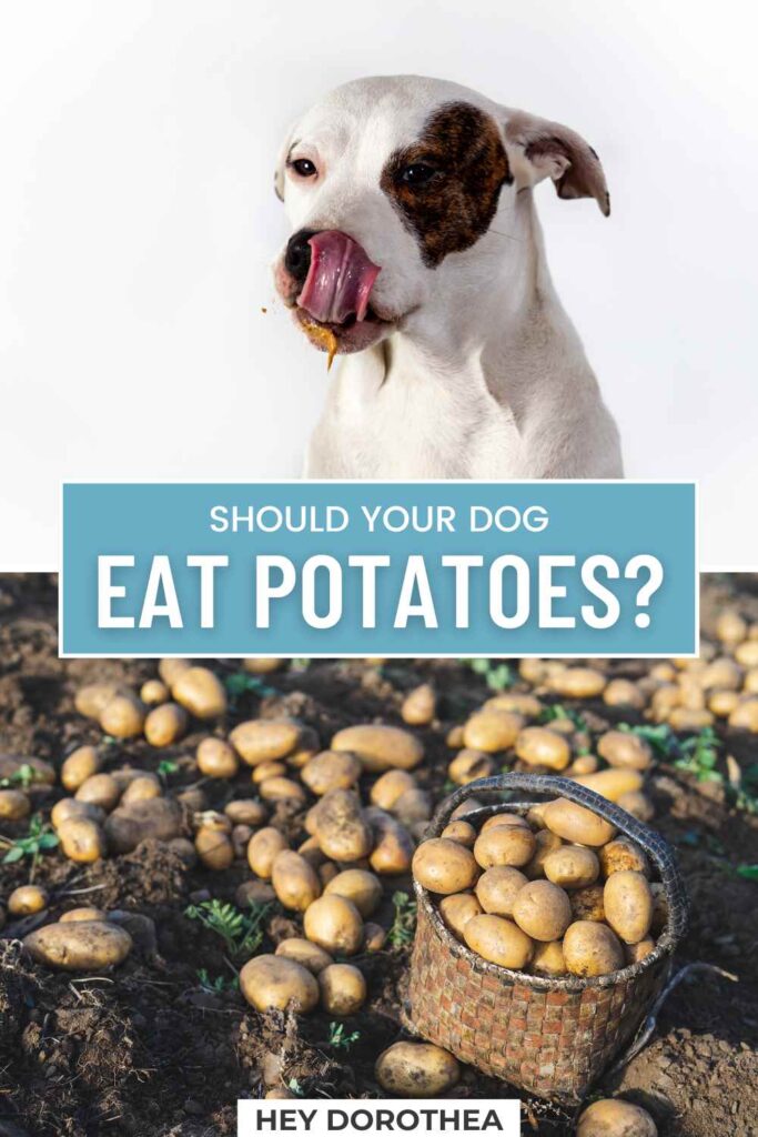 should dogs eat potatoes pin