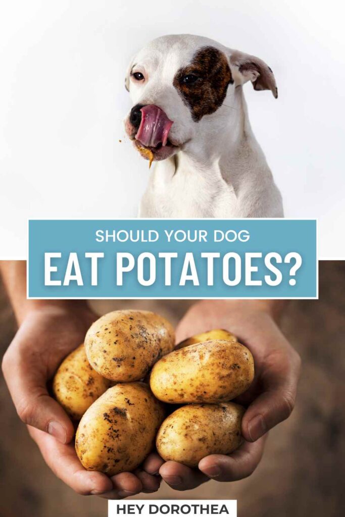 should dogs eat potatoes pin