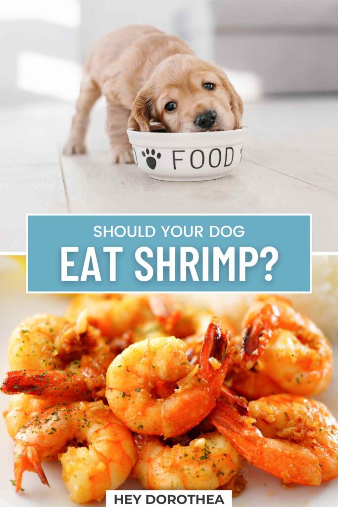 should dogs eat shrimp pin