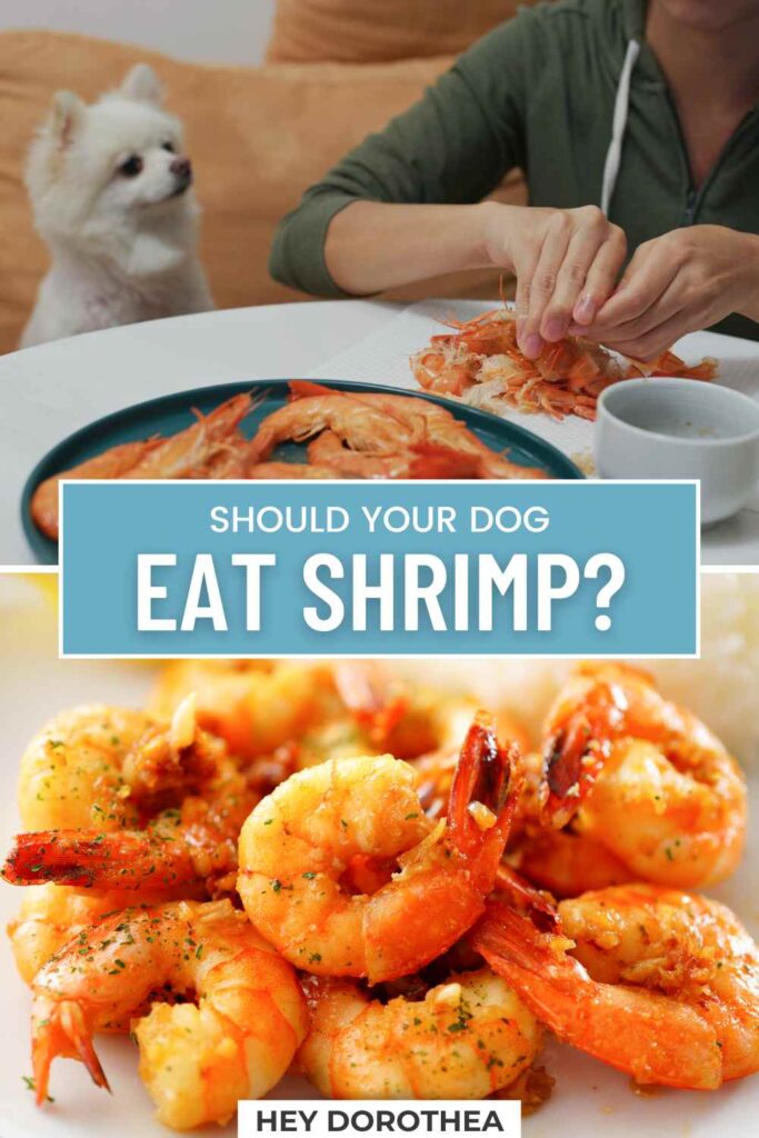 should dogs eat shrimp pin