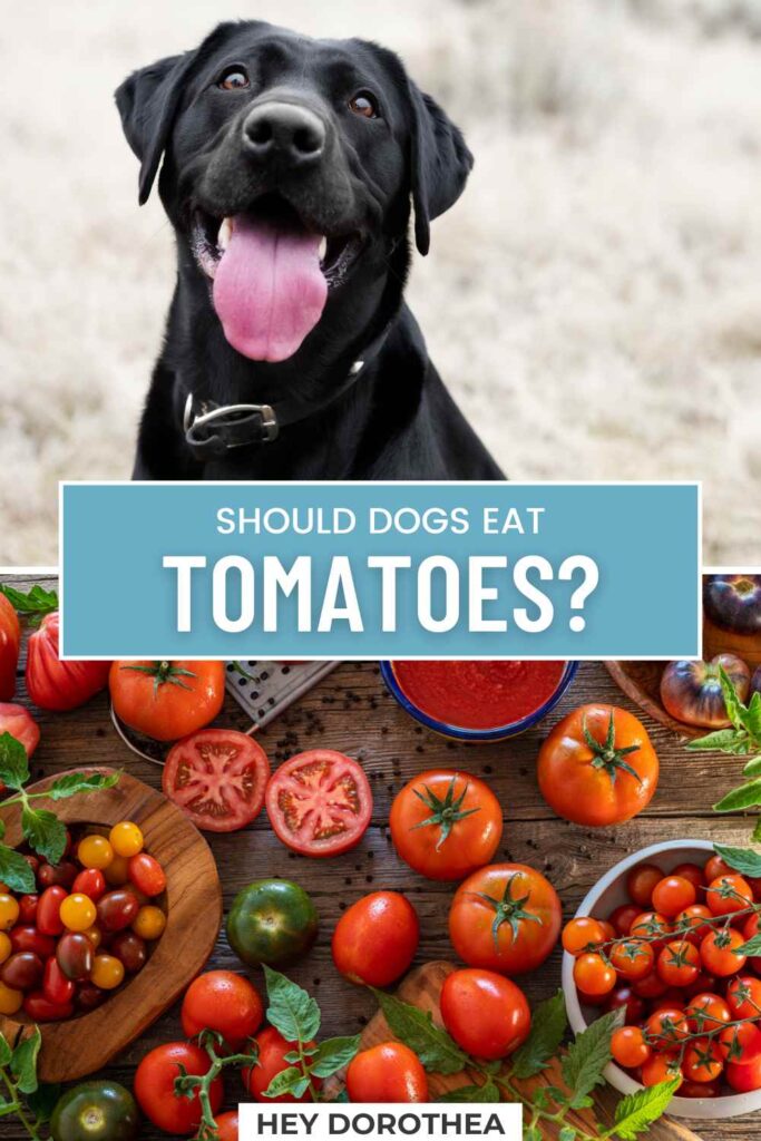 should dogs eat tomatoes pin