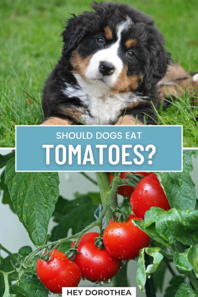 should dogs eat tomatoes pin