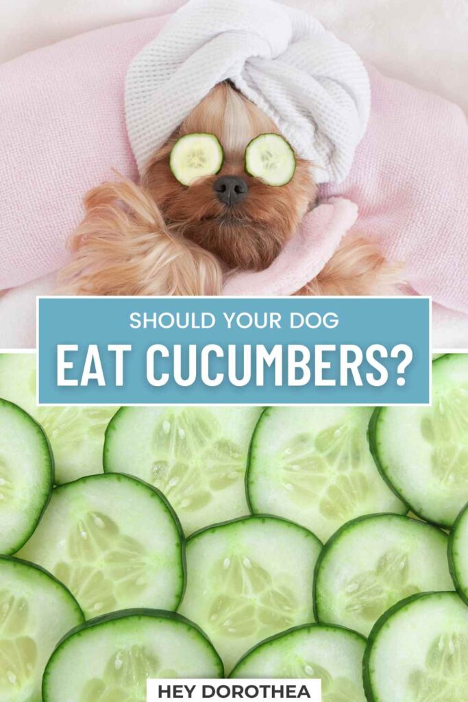 should dogs have cucumber pin