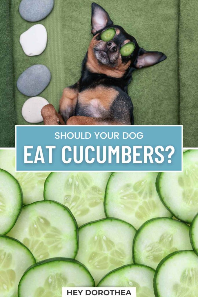 should dogs have cucumber pin