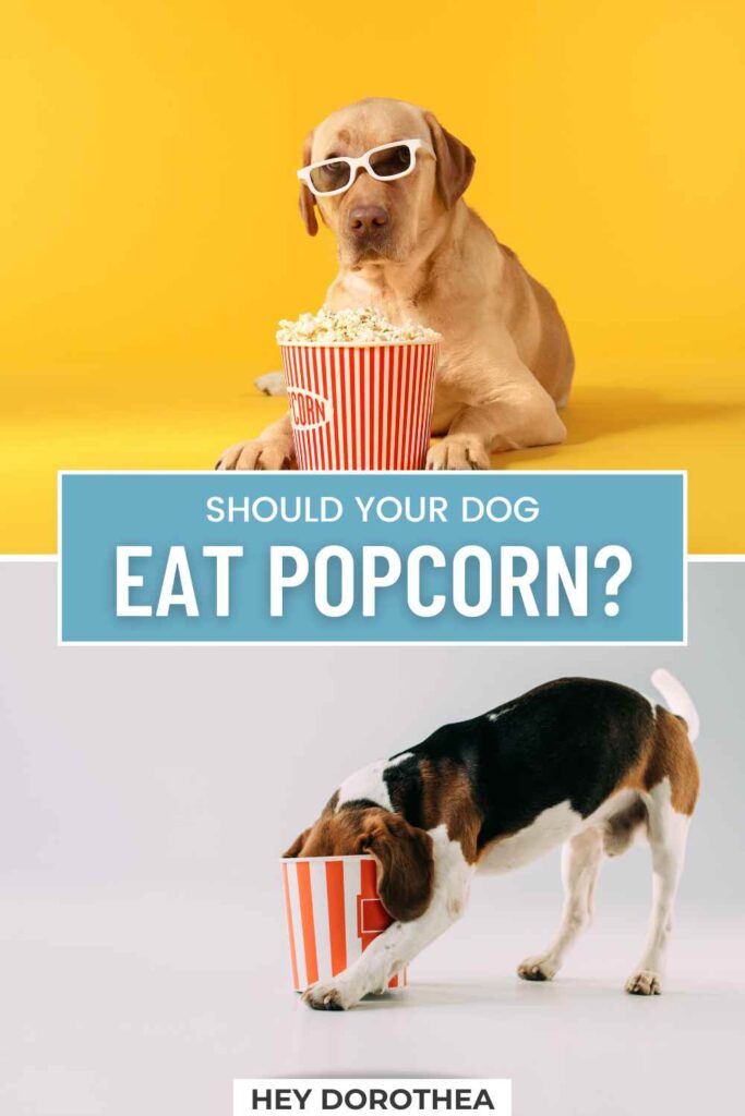 should dogs have popcorn pin