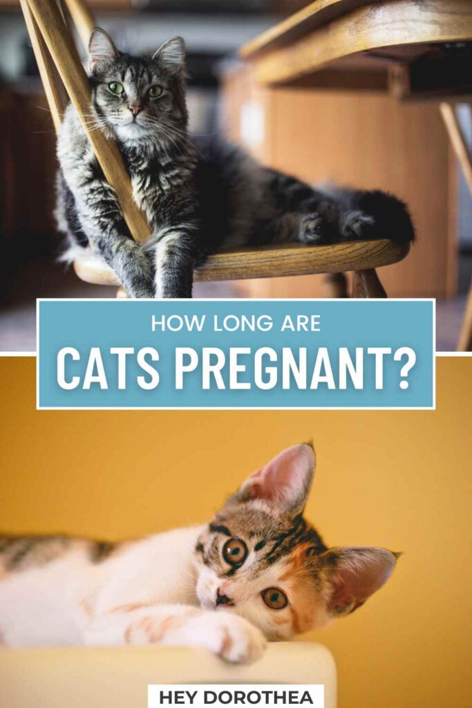 how long are cats pregnant? pin