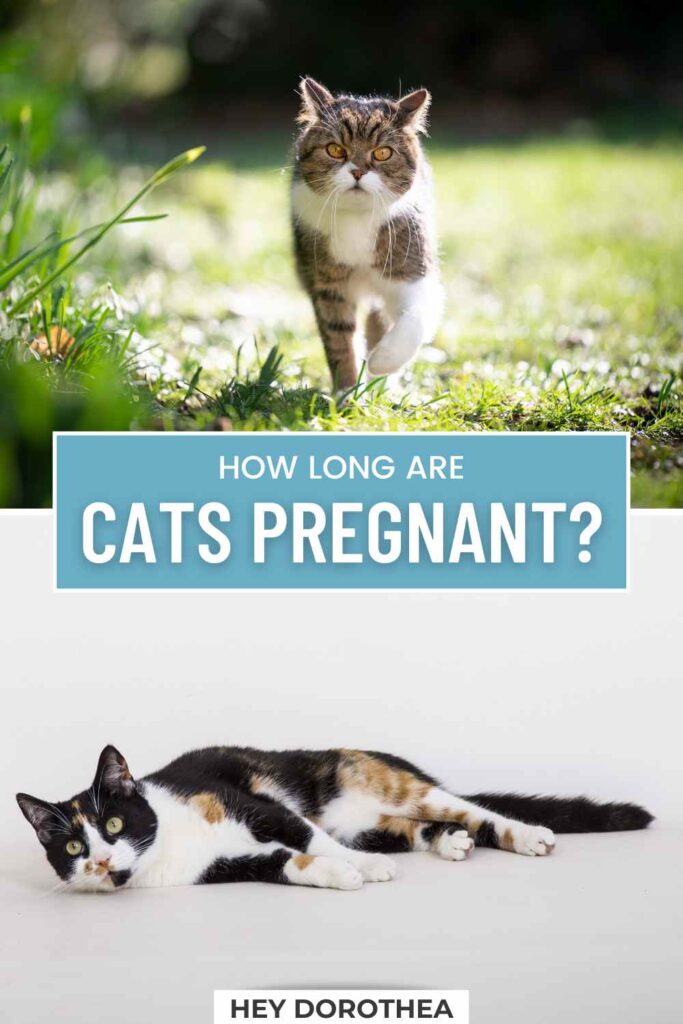 how long are cats pregnant? pin