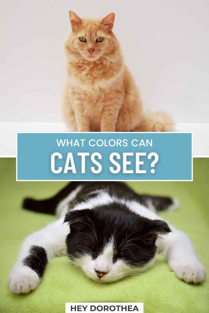 what colors can cats see pin