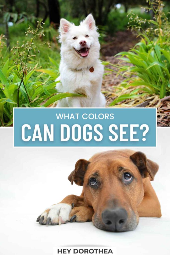 what colors can dogs see pin