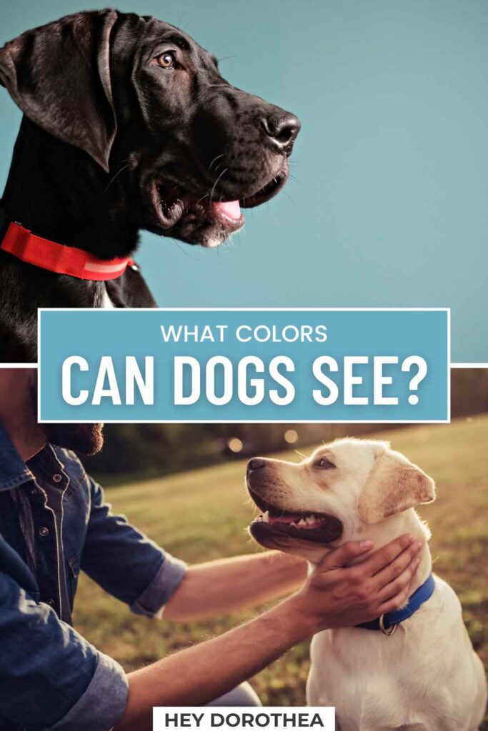 what colors can dogs see pin