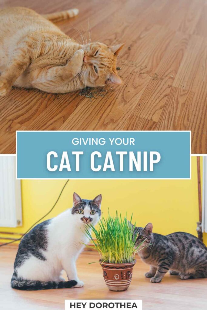 what does catnip do to cats pin