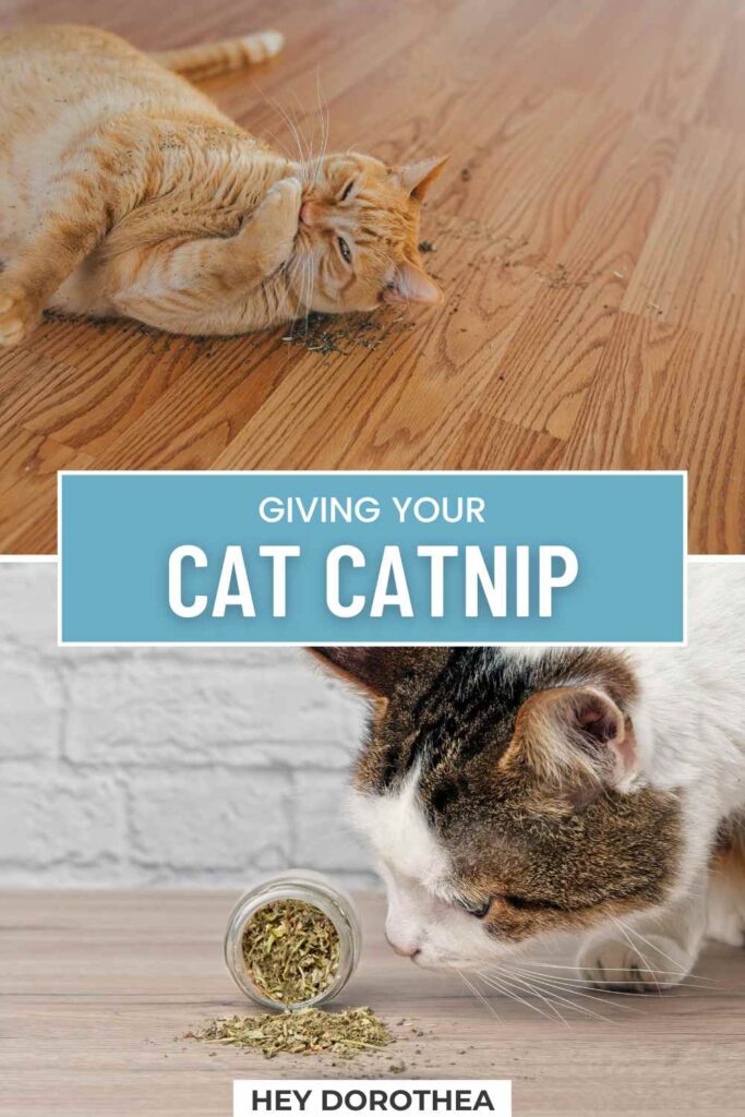 what does catnip do to cats pin