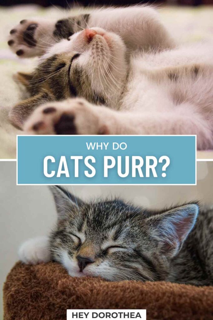 why do cats purr pin