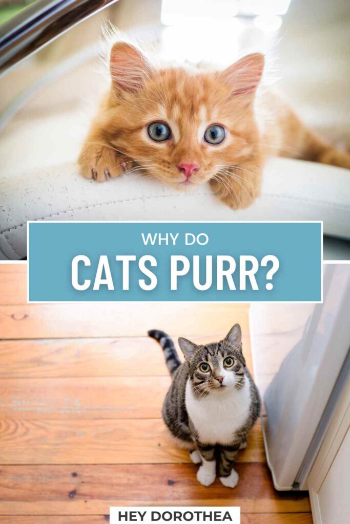 why do cats purr pin