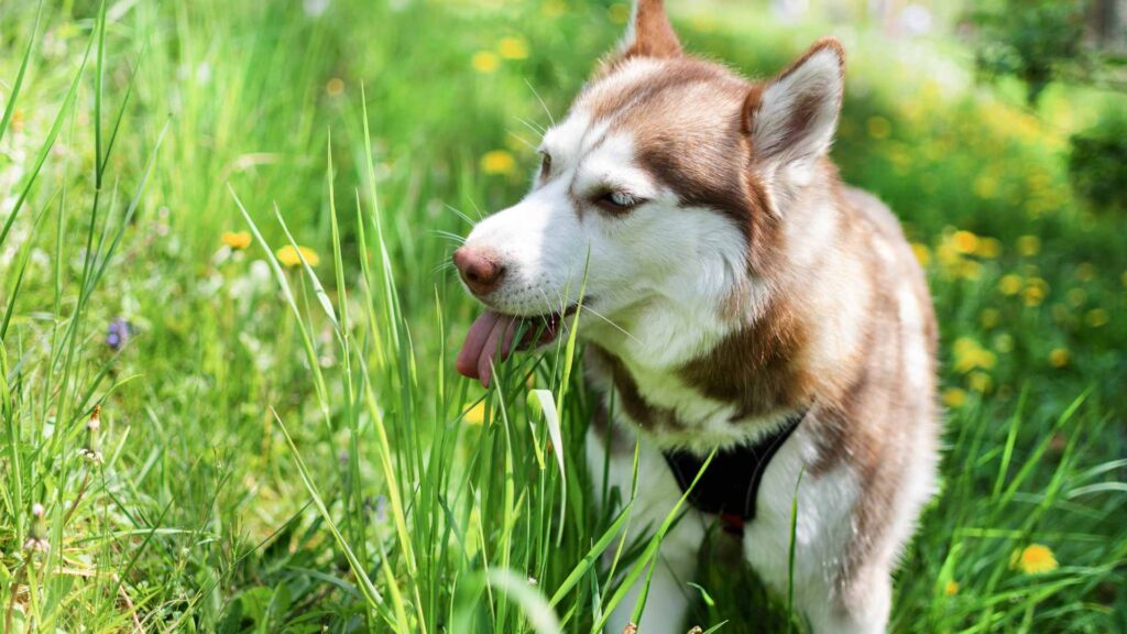 why do dogs eat grass